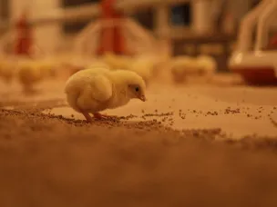 Более 1,4 тысячи вакансий заявили на портале «Работа России» компании АПК в Нижегородской области